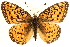  (Speyeria mormonia - CCDB-24272-F11)  @15 [ ] CreativeCommons - Attribution (2014) CBG Photography Group Centre for Biodiversity Genomics