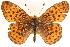  ( - CCDB-24272-G07)  @13 [ ] CreativeCommons - Attribution (2014) CBG Photography Group Centre for Biodiversity Genomics