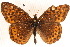  ( - CCDB-24272-G08)  @13 [ ] CreativeCommons - Attribution (2014) CBG Photography Group Centre for Biodiversity Genomics