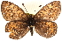  ( - CCDB-24272-H01)  @13 [ ] CreativeCommons - Attribution (2014) CBG Photography Group Centre for Biodiversity Genomics