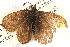  ( - CCDB-24272-H02)  @12 [ ] CreativeCommons - Attribution (2014) CBG Photography Group Centre for Biodiversity Genomics