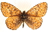  (Boloria alberta - CCDB-24272-H07)  @14 [ ] CreativeCommons - Attribution (2014) CBG Photography Group Centre for Biodiversity Genomics