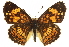  (Chlosyne nycteis - CCDB-24273-A04)  @15 [ ] CreativeCommons - Attribution (2014) CBG Photography Group Centre for Biodiversity Genomics
