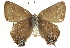  ( - CCDB-24273-B10)  @13 [ ] CreativeCommons - Attribution (2014) CBG Photography Group Centre for Biodiversity Genomics