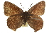  ( - CCDB-24273-C02)  @13 [ ] CreativeCommons - Attribution (2014) CBG Photography Group Centre for Biodiversity Genomics