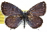 ( - CCDB-24273-D01)  @14 [ ] CreativeCommons - Attribution (2014) CBG Photography Group Centre for Biodiversity Genomics