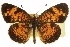  ( - CCDB-24273-F04)  @15 [ ] CreativeCommons - Attribution (2014) CBG Photography Group Centre for Biodiversity Genomics