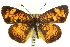  ( - CCDB-24273-F05)  @14 [ ] CreativeCommons - Attribution (2014) CBG Photography Group Centre for Biodiversity Genomics