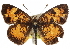  ( - CCDB-24273-F07)  @13 [ ] CreativeCommons - Attribution (2014) CBG Photography Group Centre for Biodiversity Genomics