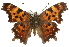  (Polygonia faunus - CCDB-24273-H07)  @15 [ ] CreativeCommons - Attribution (2014) CBG Photography Group Centre for Biodiversity Genomics