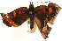  ( - CCDB-24274-A01)  @11 [ ] CreativeCommons - Attribution (2014) CBG Photography Group Centre for Biodiversity Genomics