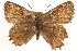  ( - CCDB-24274-F11)  @14 [ ] CreativeCommons - Attribution (2014) CBG Photography Group Centre for Biodiversity Genomics