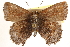  (Callophrys polios - CCDB-24274-F12)  @14 [ ] CreativeCommons - Attribution (2014) CBG Photography Group Centre for Biodiversity Genomics