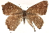  ( - CCDB-24274-G04)  @11 [ ] CreativeCommons - Attribution (2014) CBG Photography Group Centre for Biodiversity Genomics