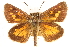  ( - CCDB-24274-G12)  @13 [ ] CreativeCommons - Attribution (2014) CBG Photography Group Centre for Biodiversity Genomics