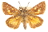  ( - CCDB-24274-H02)  @13 [ ] CreativeCommons - Attribution (2014) CBG Photography Group Centre for Biodiversity Genomics