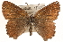  ( - CCDB-24279-A04)  @13 [ ] CreativeCommons - Attribution (2015) CBG Photography Group Centre for Biodiversity Genomics