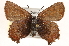  ( - CCDB-24279-A06)  @13 [ ] CreativeCommons - Attribution (2015) CBG Photography Group Centre for Biodiversity Genomics