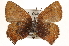  ( - CCDB-24279-A07)  @13 [ ] CreativeCommons - Attribution (2015) CBG Photography Group Centre for Biodiversity Genomics
