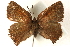  ( - CCDB-24279-A07)  @13 [ ] CreativeCommons - Attribution (2015) CBG Photography Group Centre for Biodiversity Genomics