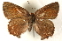  ( - CCDB-24279-A08)  @13 [ ] CreativeCommons - Attribution (2015) CBG Photography Group Centre for Biodiversity Genomics