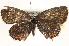  ( - CCDB-24279-B05)  @13 [ ] CreativeCommons - Attribution (2015) CBG Photography Group Centre for Biodiversity Genomics