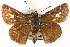  ( - CCDB-24279-C05)  @14 [ ] CreativeCommons - Attribution (2015) CBG Photography Group Centre for Biodiversity Genomics