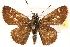  ( - CCDB-24279-C08)  @14 [ ] CreativeCommons - Attribution (2015) CBG Photography Group Centre for Biodiversity Genomics