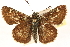  ( - CCDB-24279-C09)  @11 [ ] CreativeCommons - Attribution (2015) CBG Photography Group Centre for Biodiversity Genomics