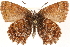  (Callophrys niphon - CCDB-24279-E02)  @15 [ ] CreativeCommons - Attribution (2015) CBG Photography Group Centre for Biodiversity Genomics