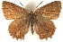  ( - CCDB-24279-E02)  @14 [ ] CreativeCommons - Attribution (2015) CBG Photography Group Centre for Biodiversity Genomics
