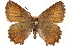  ( - CCDB-24279-E03)  @14 [ ] CreativeCommons - Attribution (2015) CBG Photography Group Centre for Biodiversity Genomics