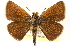  ( - CCDB-24279-F12)  @15 [ ] CreativeCommons - Attribution (2015) CBG Photography Group Centre for Biodiversity Genomics