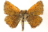  ( - CCDB-24279-G01)  @13 [ ] CreativeCommons - Attribution (2015) CBG Photography Group Centre for Biodiversity Genomics