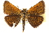  ( - CCDB-24279-G02)  @14 [ ] CreativeCommons - Attribution (2015) CBG Photography Group Centre for Biodiversity Genomics