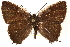  ( - CCDB-24279-G10)  @11 [ ] CreativeCommons - Attribution (2015) CBG Photography Group Centre for Biodiversity Genomics
