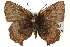 ( - CCDB-24279-H04)  @13 [ ] CreativeCommons - Attribution (2015) CBG Photography Group Centre for Biodiversity Genomics