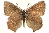  ( - CCDB-24279-H04)  @13 [ ] CreativeCommons - Attribution (2015) CBG Photography Group Centre for Biodiversity Genomics