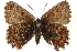  ( - CCDB-24279-H05)  @15 [ ] CreativeCommons - Attribution (2015) CBG Photography Group Centre for Biodiversity Genomics