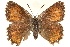  ( - CCDB-24279-H05)  @14 [ ] CreativeCommons - Attribution (2015) CBG Photography Group Centre for Biodiversity Genomics