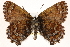  ( - CCDB-24279-H06)  @14 [ ] CreativeCommons - Attribution (2015) CBG Photography Group Centre for Biodiversity Genomics
