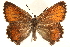  ( - CCDB-24279-H06)  @15 [ ] CreativeCommons - Attribution (2015) CBG Photography Group Centre for Biodiversity Genomics