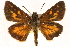  ( - CCDB-24279-H09)  @13 [ ] CreativeCommons - Attribution (2015) CBG Photography Group Centre for Biodiversity Genomics