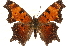  (Polygonia progne - CCDB-24279-H11)  @14 [ ] CreativeCommons - Attribution (2015) CBG Photography Group Centre for Biodiversity Genomics