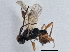  ( - BIOUG08726-B04)  @11 [ ] CreativeCommons - Attribution (2013) CBG Photography Group Centre for Biodiversity Genomics