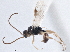  ( - BIOUG08726-C03)  @11 [ ] CreativeCommons - Attribution (2013) CBG Photography Group Centre for Biodiversity Genomics
