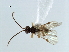  ( - CBRA0157)  @12 [ ] CreativeCommons - Attribution (2009) Unspecified Centre for Biodiversity Genomics