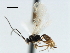  ( - CBRA0196)  @12 [ ] CreativeCommons - Attribution (2009) Unspecified Centre for Biodiversity Genomics