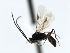  ( - CBRA0209)  @13 [ ] CreativeCommons - Attribution (2009) Unspecified Centre for Biodiversity Genomics