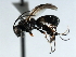  ( - CBRA0035)  @13 [ ] CreativeCommons - Attribution (2009) Unspecified Centre for Biodiversity Genomics